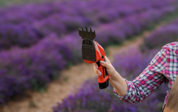 Vrouw werknemer hand met professionele schaar voor het snijden van lavendel op een lavendelveld Oogst Lavander Concept