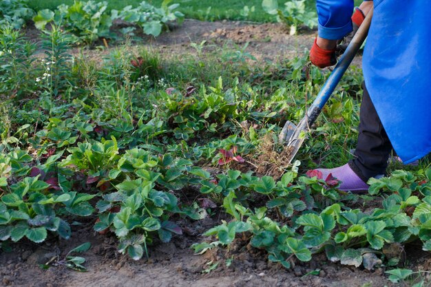 Vrouw wiet het onkruid van aardbei in het veldwerkproces