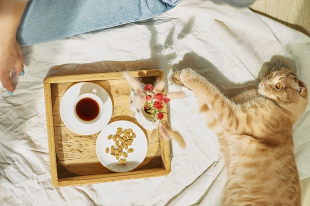 Vrouw zittend op het bed en koffie drinken, katten voeren