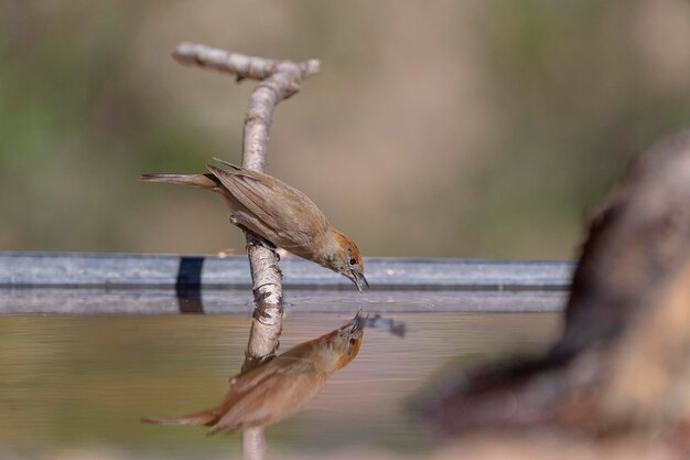 Vrouwelijk Blackcap Sylvia atricapilla Malaga Spanje