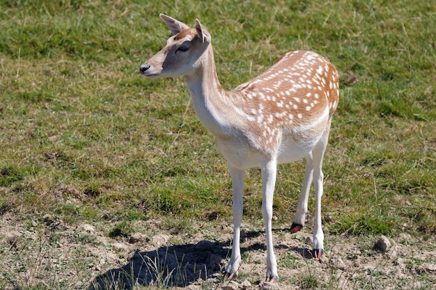 Vrouwelijk damhert (Dama dama) staat in de zon