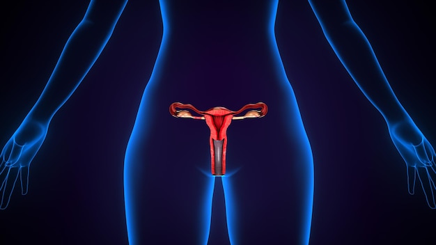 vrouwelijk voortplantingssysteem 3d-illustratie