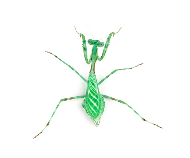 Foto vrouwelijke afrikaanse pinstripe mantis - miomantis binotata, geïsoleerd op wit