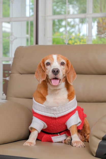 Foto vrouwelijke beagle honden fotoshoot sessie huisdierenfotografie met in huis met schattige uitdrukking