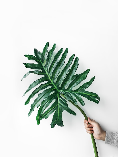 Foto vrouwelijke bedrijf monstera blad op wit, bovenaanzicht