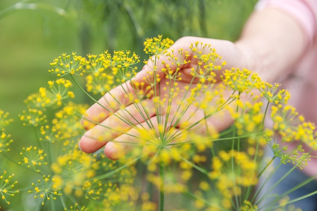 Vrouwelijke bedrijfsmedewerker die groene verse dille oogsten