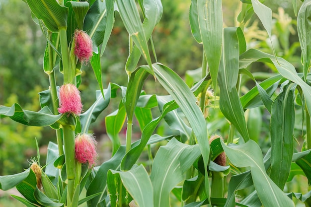 Vrouwelijke bloem van suikermaïs net als de kleurenbaard van de mens.