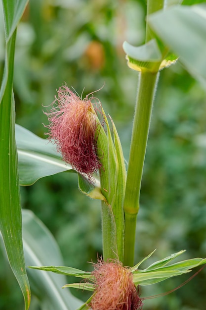 Vrouwelijke bloem van suikermaïs net als de kleurenbaard van de mens.