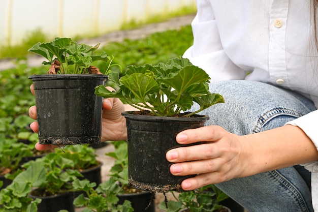 Vrouwelijke bloemist werkt met kamerplant in pot Vrouw met bloempot in de hand