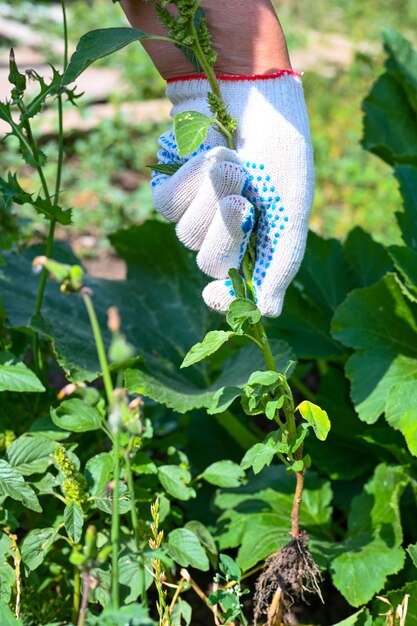 Vrouwelijke boer aan het werk in de tuin. Een vrouw wiedt onkruid in een biologische tuin. Handen close-up.