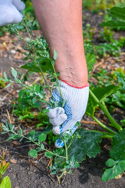 Vrouwelijke boer aan het werk in de tuin. Een vrouw wiedt onkruid in een biologische tuin. Handen close-up.