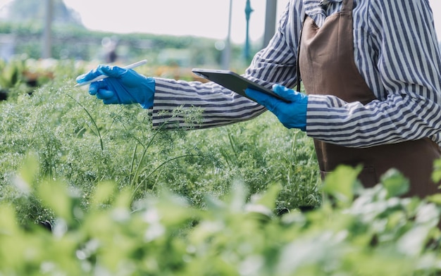 Vrouwelijke boer die vroeg op de boerderij werkt met een houten mand met verse groenten en tabletx9