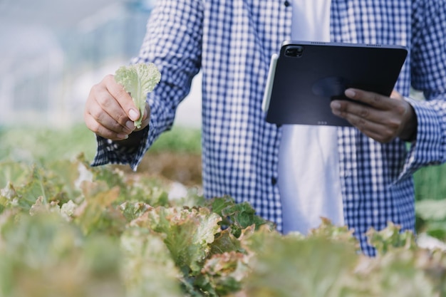 Vrouwelijke boer die vroeg op de boerderij werkt met een houten mand met verse groenten en tabletx9xA