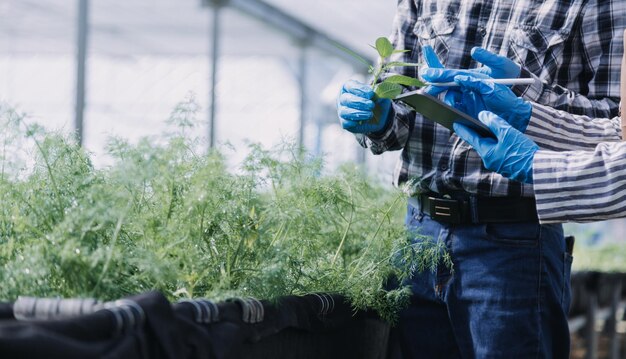 Vrouwelijke boer die vroeg op de boerderij werkt met een houten mand met verse groenten en tabletx9xA