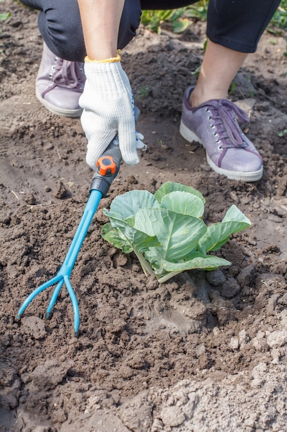 Vrouwelijke boer in witte handschoenen maakt grond rond groene kool los met behulp van een kleine handtuinhark. Hulpmiddelen voor tuinieren