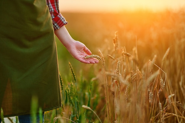 Vrouwelijke boer loopt door een geel veld van rijpe tarwe en raakt de gouden aartjes aan met haar hand bij zonsondergang