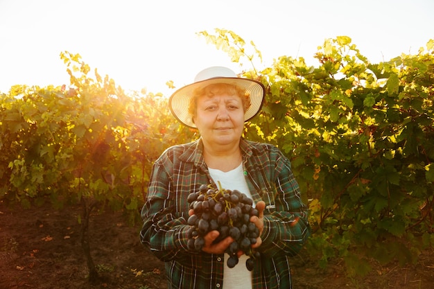 Vrouwelijke boer met hoed toont een grote rode druif die naar de camera kijkt, een oudere vrouw in de wijngaard met...