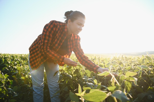 Vrouwelijke boer of agronoom die groene sojabonen in het veld onderzoekt