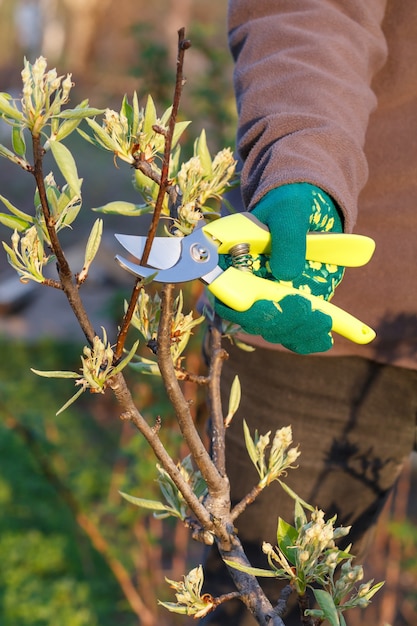 Vrouwelijke boer zorgt voor de tuin. Voorjaarssnoei van fruitboom. Vrouw met snoeischaar knipt de toppen van perenboom