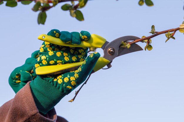 Vrouwelijke boer zorgt voor de tuin. Voorjaarssnoei van fruitboom. Vrouw met snoeischaar scheert de uiteinden van de appelboom.