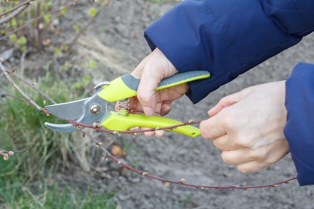 Vrouwelijke boer zorgt voor de tuin Vrouw met snoeischaar schaart de toppen van nectarineboom