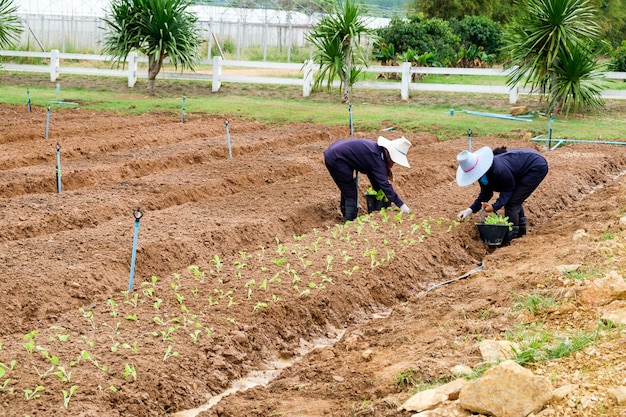 Vrouwelijke boeren planten sla