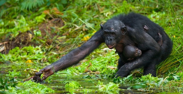 Vrouwelijke bonobo met een baby. Democratische Republiek van Congo. Nationaal Park Lola Ya Bonobo.