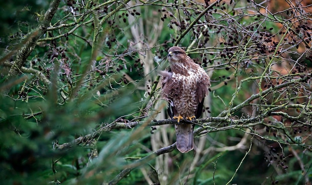 Vrouwelijke buizerd op een voederplaats in het bos