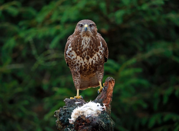 Vrouwelijke buizerd op een voederplaats in het bos