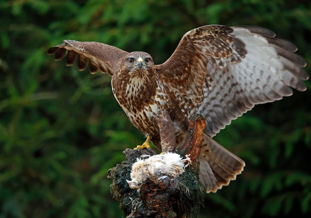 Vrouwelijke buizerd op een voederplaats in het bos