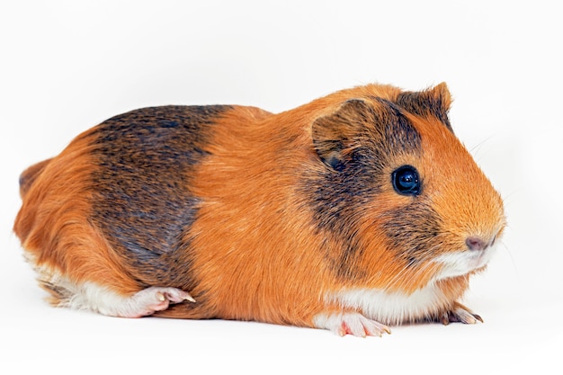 Vrouwelijke cavia geïsoleerd