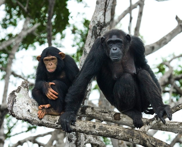 Vrouwelijke chimpansee met een baby op mangrovebomen