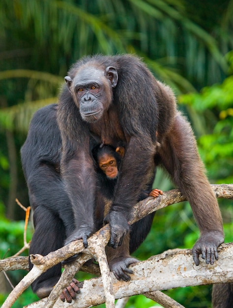 Vrouwelijke chimpansee met een baby op mangrovebomen