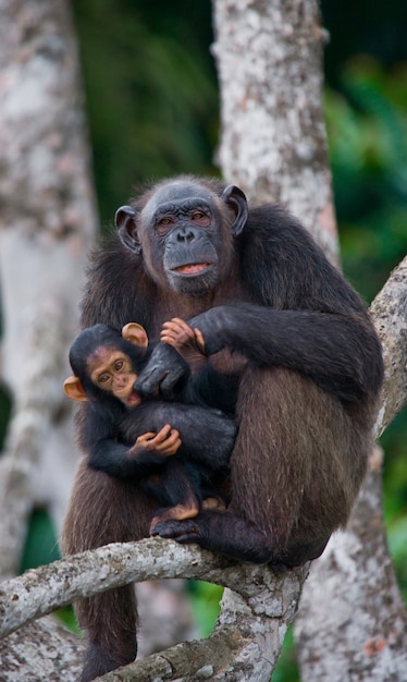 Vrouwelijke chimpansee met een baby op mangrovebomen