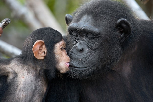 Vrouwelijke chimpansee met een baby op mangrovebomen