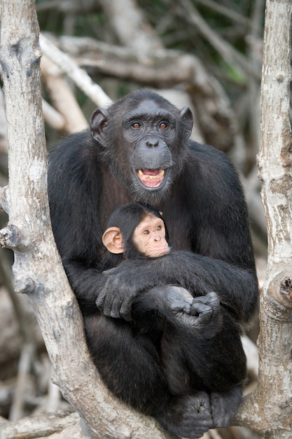 Vrouwelijke chimpansee met een baby op mangrovebomen