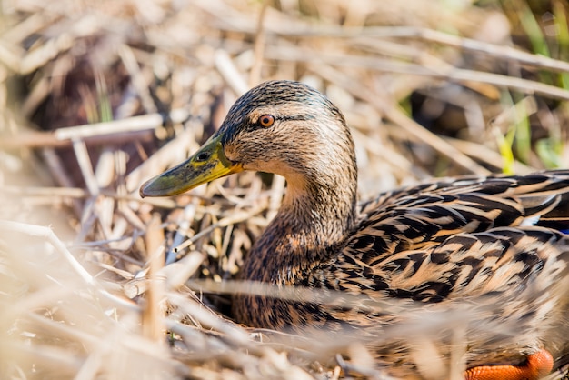 Vrouwelijke dichte omhooggaand van de wilde eendeend in het droge gras