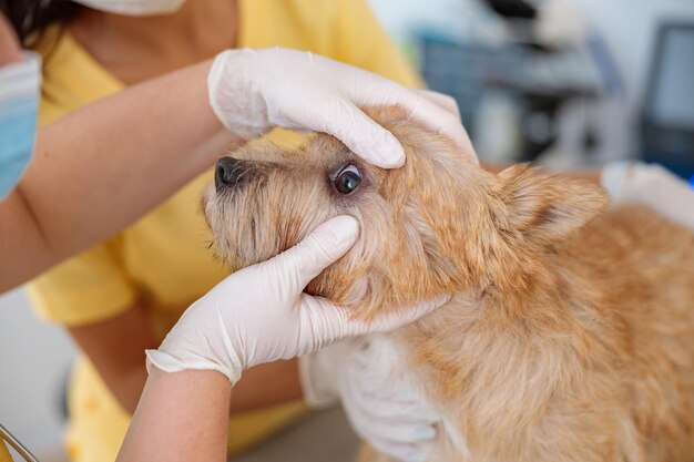 Vrouwelijke dierenarts die de ogen van de hond in de kliniek inspecteert