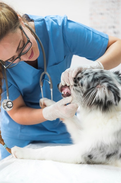 Vrouwelijke dierenarts die de tanden van de hond in kliniek inspecteert