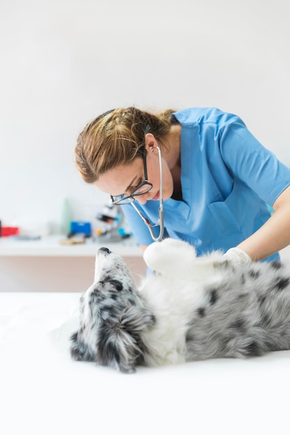 Vrouwelijke dierenarts die hond met stethoscoop in kliniek controleert