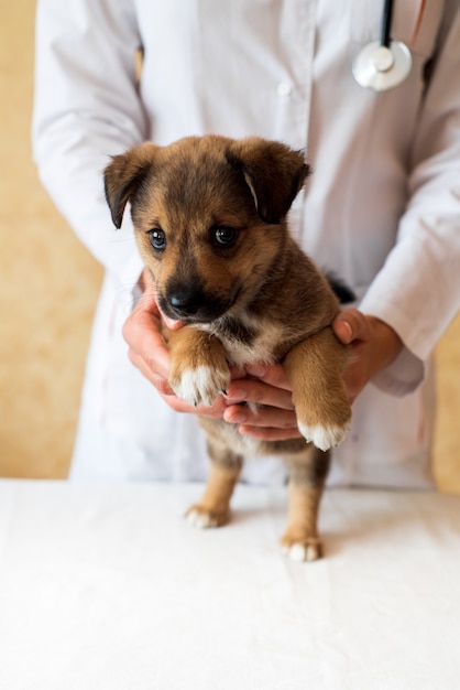 Vrouwelijke dierenarts die schattige puppy in het ziekenhuis houdt.