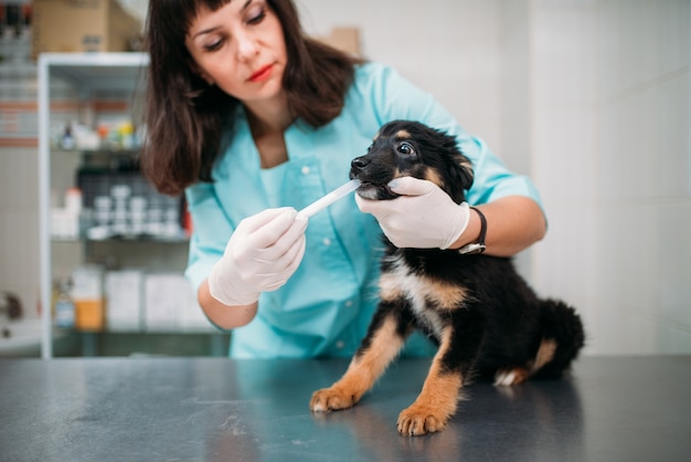 Vrouwelijke dierenarts hond tanden in kliniek te onderzoeken