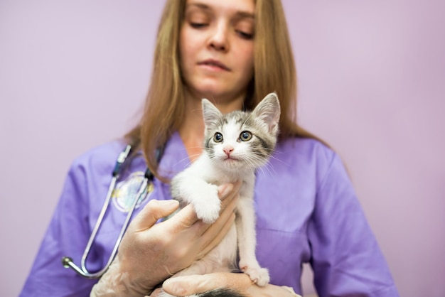 Vrouwelijke dierenarts met schattige kat in kliniek Vrouwelijke dierenarts houdt een kat op haar handen