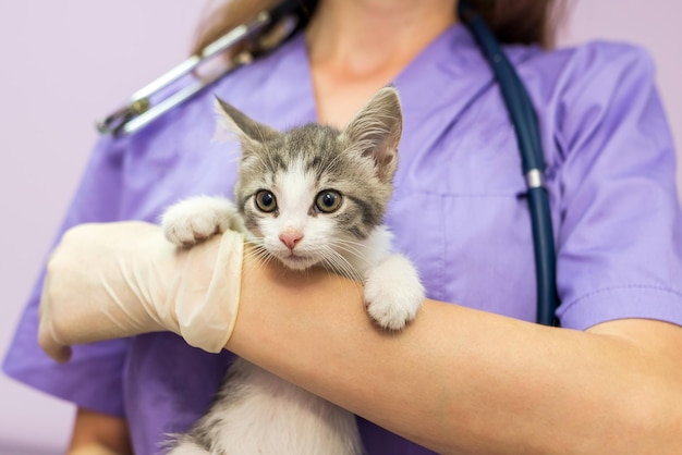 Vrouwelijke dierenarts met schattige kat in kliniek Vrouwelijke dierenarts houdt een kat op haar handen