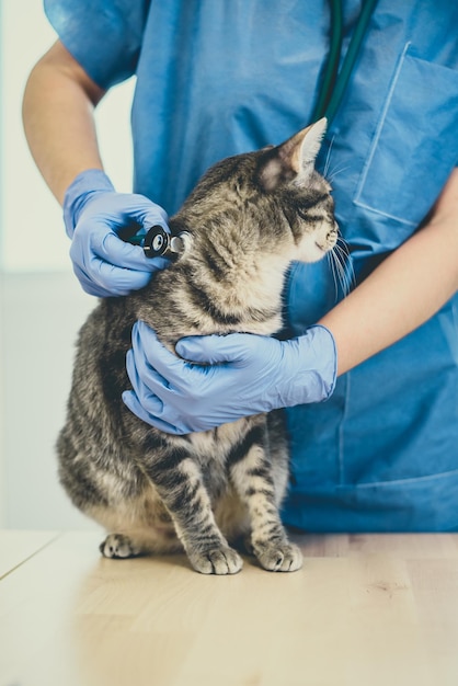 Vrouwelijke dierenarts onderzoekt een grijze kat met een stethoscoop