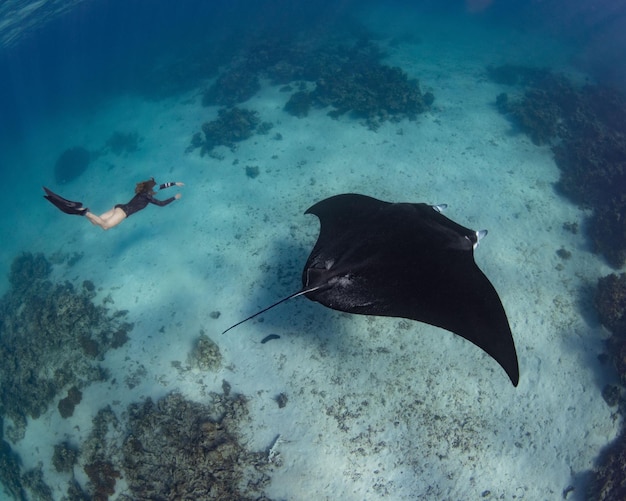 Vrouwelijke duiker die zwemt met een oceanische mantarog (Mobula birostris)