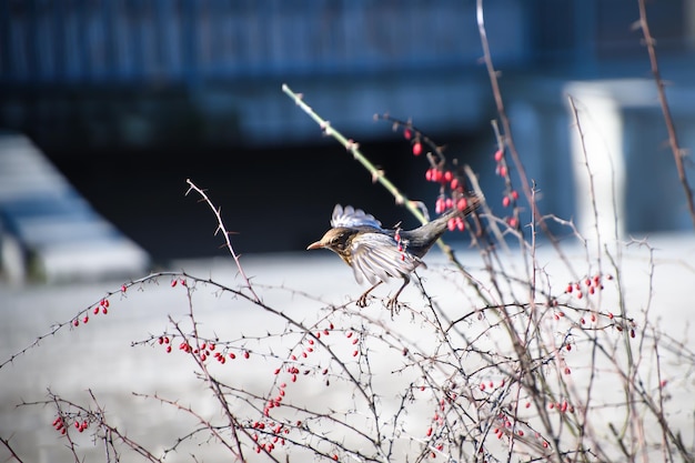 Vrouwelijke eurasion merel wetenschappelijke naam turdus merula voedt zich in de winter met bosvruchten