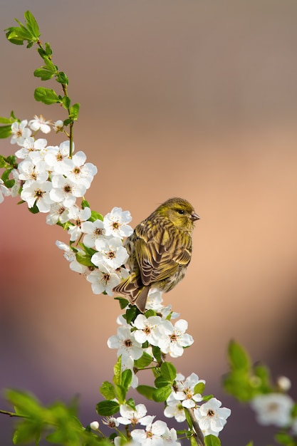 Vrouwelijke Europees-Aziatische siskinzitting op een bloeiend takje van boom in boomgaard