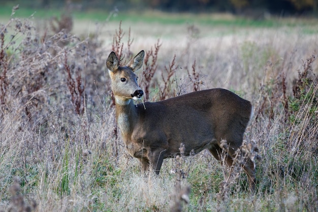 Vrouwelijke Europese reeën (Capreolus capreolus) in een struikgewas