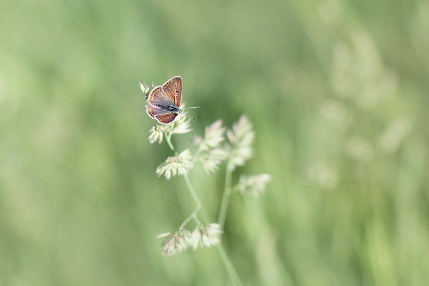 Vrouwelijke gewone blauwe Polyommatus icarus zittend op het gras